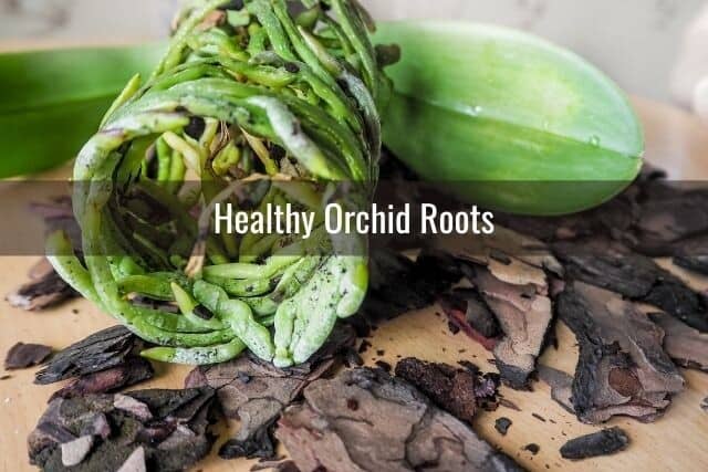 Healthy green orchid roots