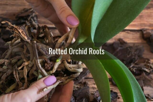 Person inspecting rotted orchid roots
