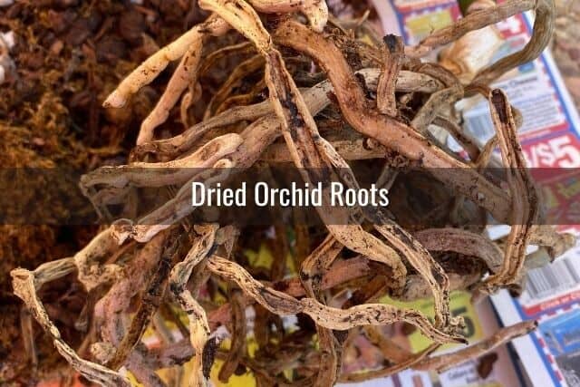 Dried shriveled orchid roots