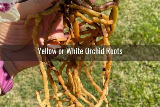Yellow and white orchid roots