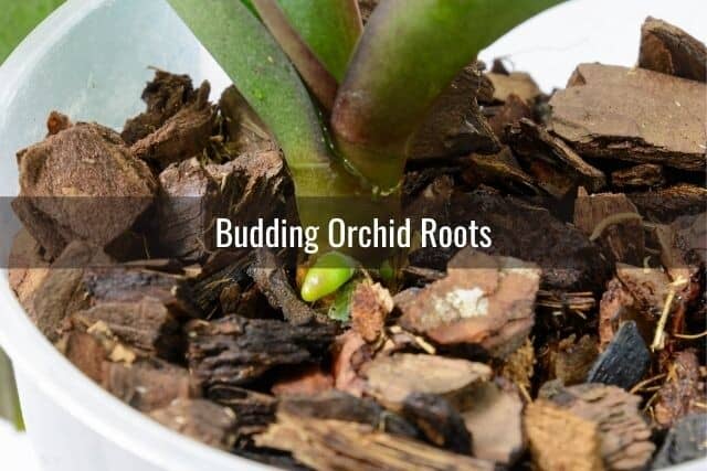 Orchid root bud