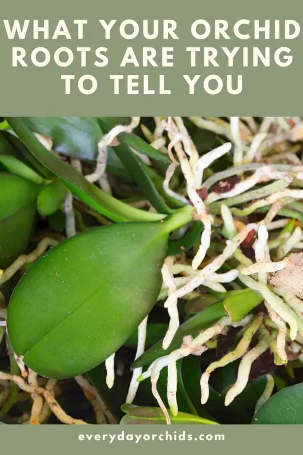 Orchid roots on Phalaenopsis