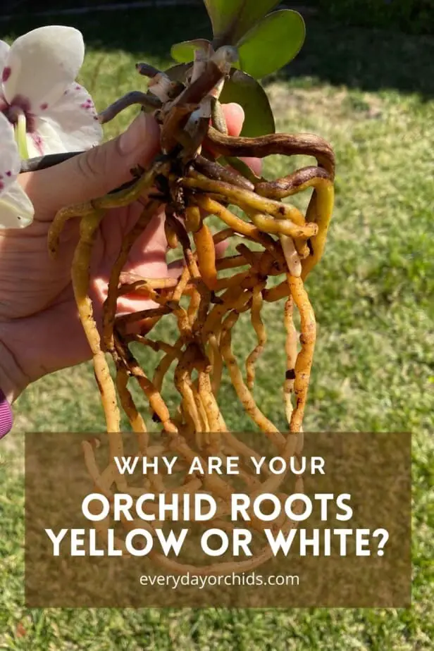Yellow and white orchid roots