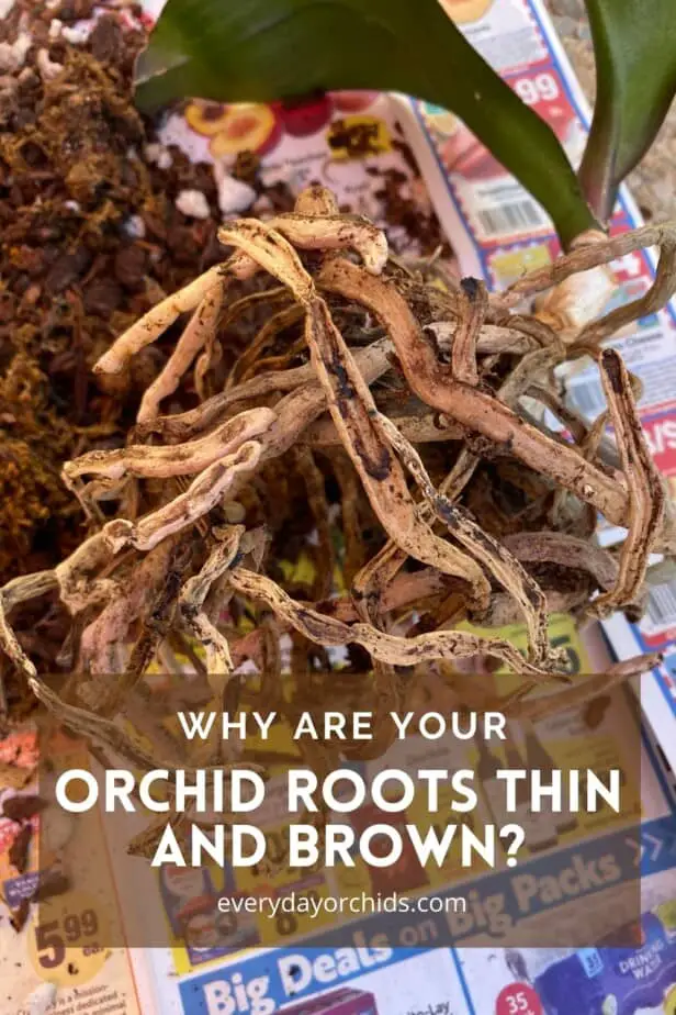 Unpotted orchid with dried shriveled orchid roots