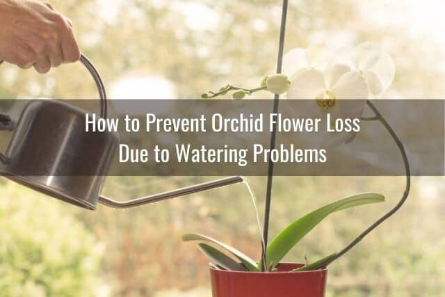 Person watering orchid 