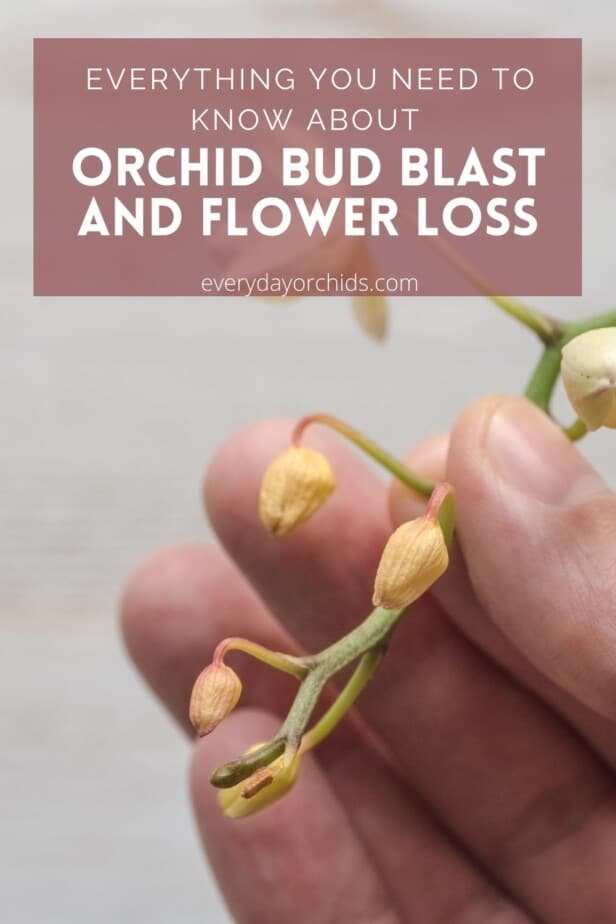 Person holding orchid spike with bud blast and orchid flowers falling off