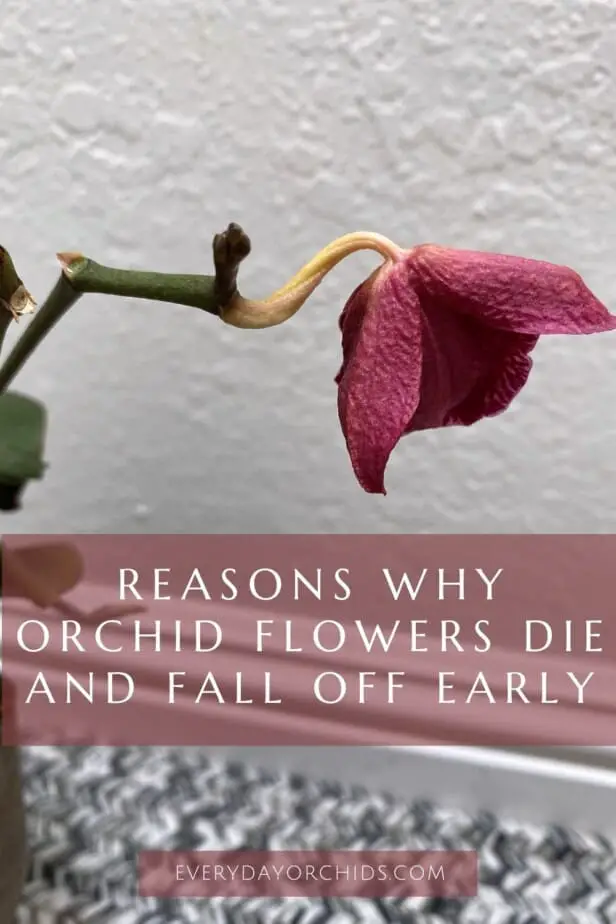 Top Reasons Why Your Orchid Flowers Fall Off Early Everyday Orchids