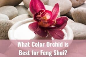 What Color Orchid is Best for Feng Shui? - Everyday Orchids