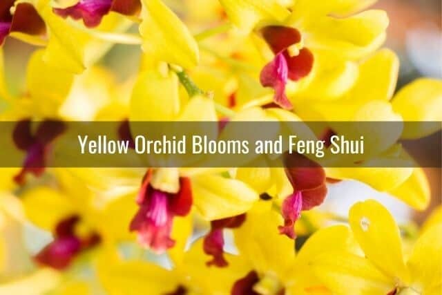 Yellow orchid blooms for good feng shui