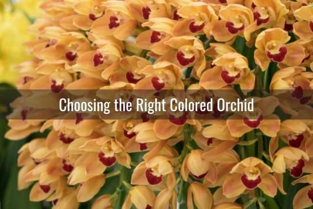 Dozens of yellow and red orchid flowers for good luck