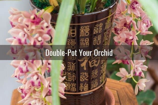 Dark brown orchid pot with Chinese characters with pink orchids cascading down 