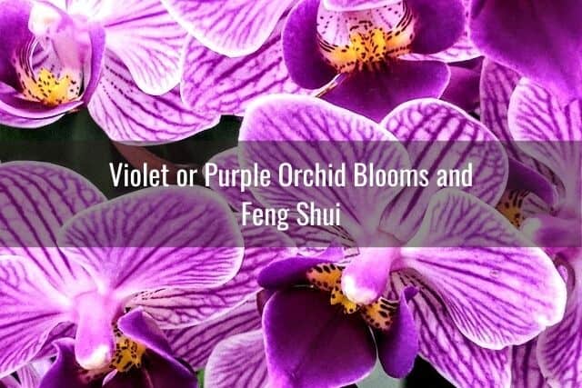 Lucky purple and violet orchid blooms clustered together for good feng shui