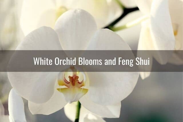 White orchid flowers ourdoors for feng shui