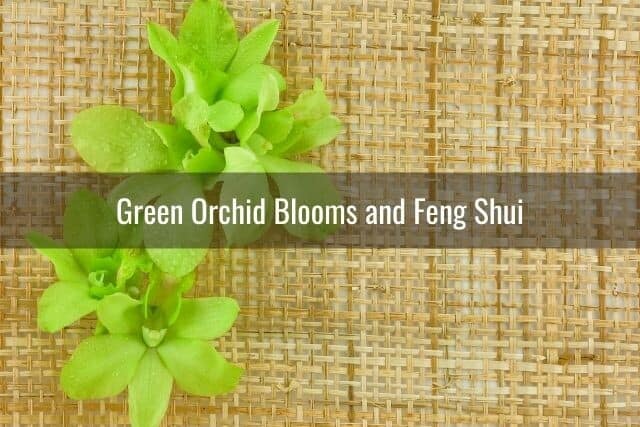 Green orchid flowers against a woven mat background