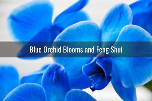 Blue orchid blooms for luck and improving feng shui
