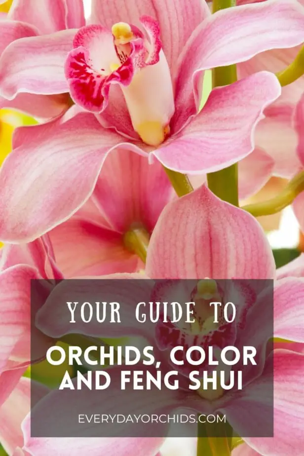 Pink orchid flowers used in feng shui