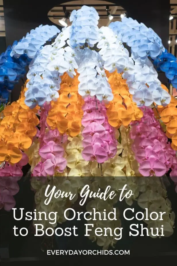 Casacading orchid blooms in various colors used for luck and to boost feng shui