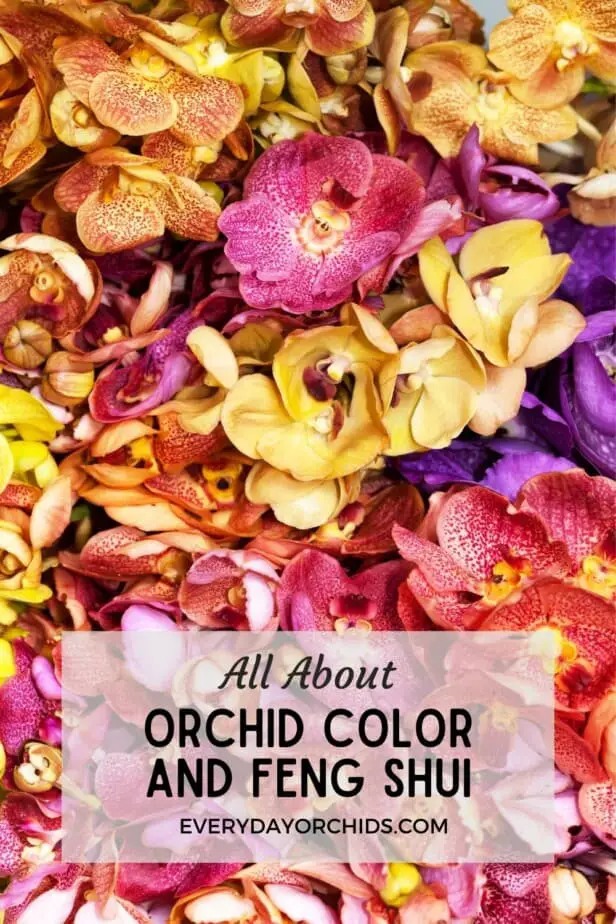 Different colored lucky orchid flowers used for feng shui
