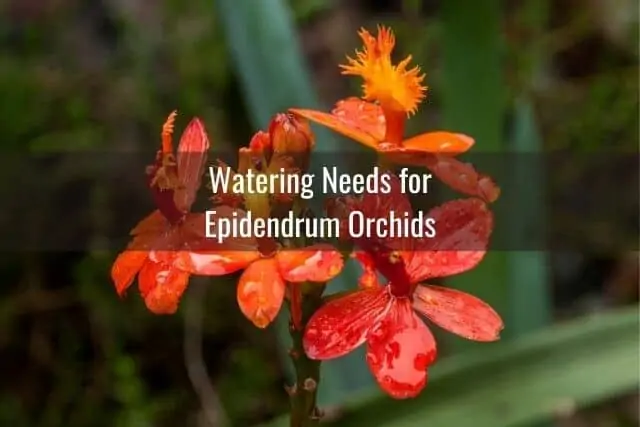 Epidendrum orchid flowers with water on the petals