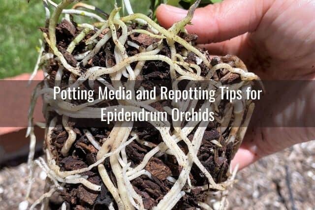 Epidendrum orchid roots, being repotted