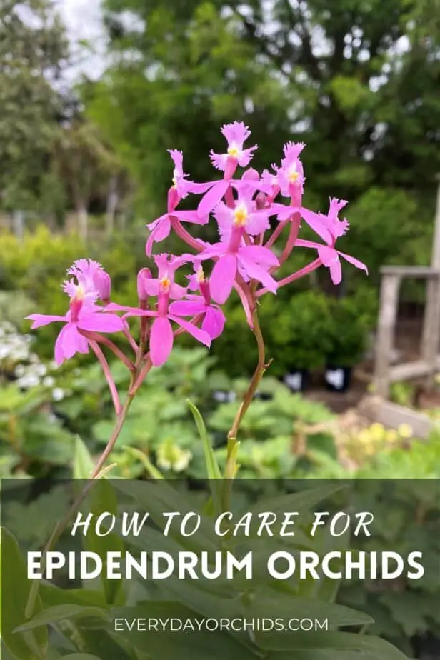 Epidendrum orchid outdoors