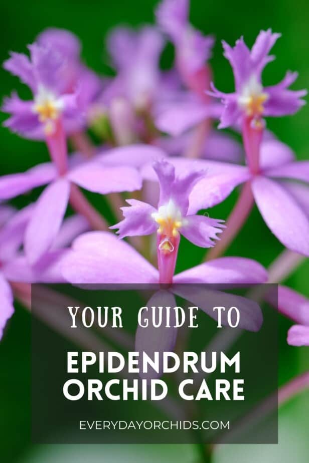 Lavender colored Epidendrum orchid flowers