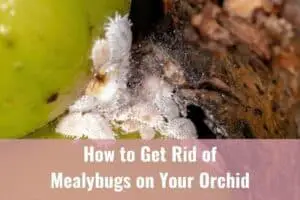White Fuzz on Your Orchids? How to Get Rid of Mealybugs - Everyday Orchids