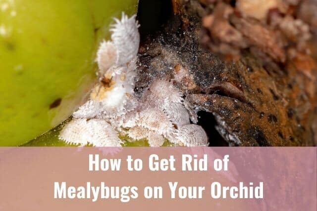 Mealybugs in orchid plant