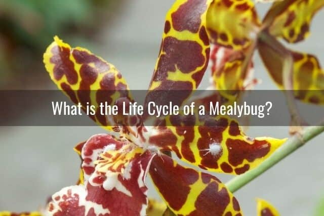 Mealybug on orchid flower