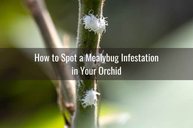 Mealybugs on orchid stem