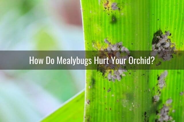 Mealybugs and black mold on a leaf