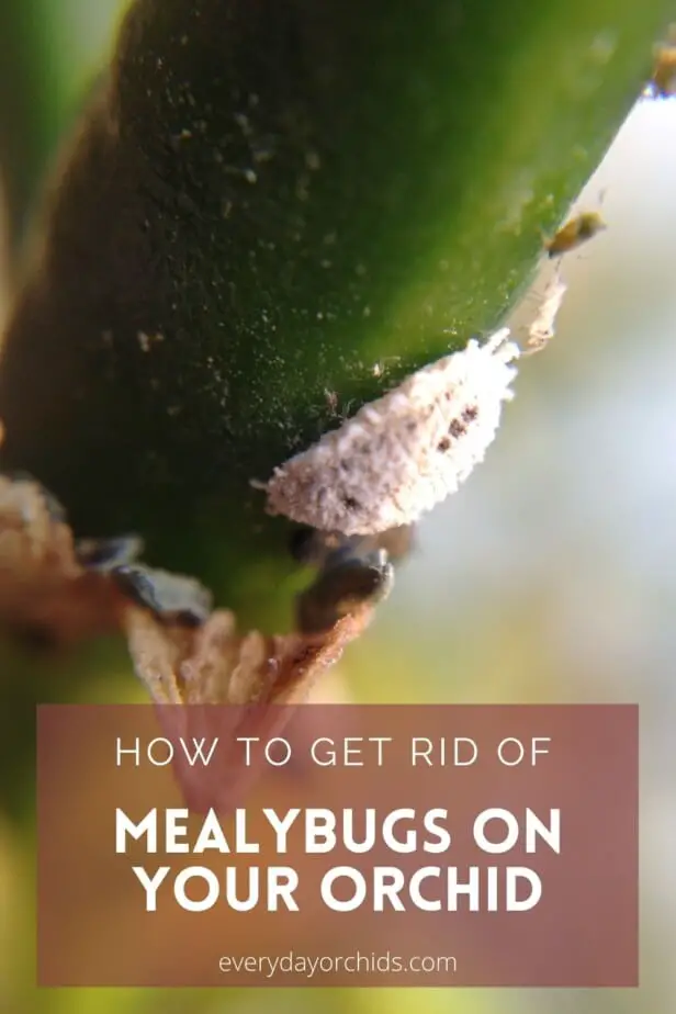 Close up of mealybug on orchid stem