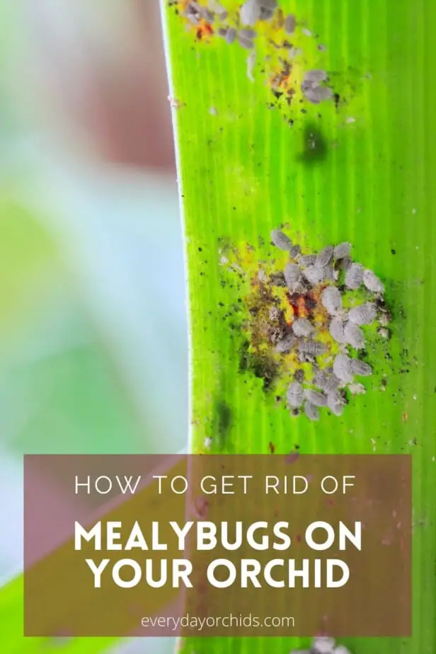 Mealybugs and black sooty mold on leaf