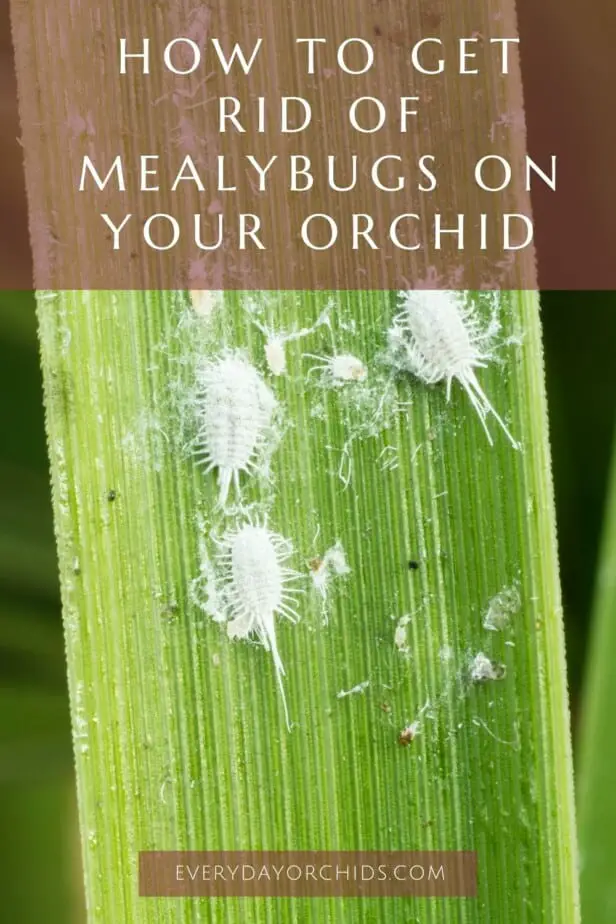 Mealybugs on leaf