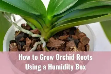 How To Quickly Grow Orchid Roots Using A Humidity Box Everyday Orchids