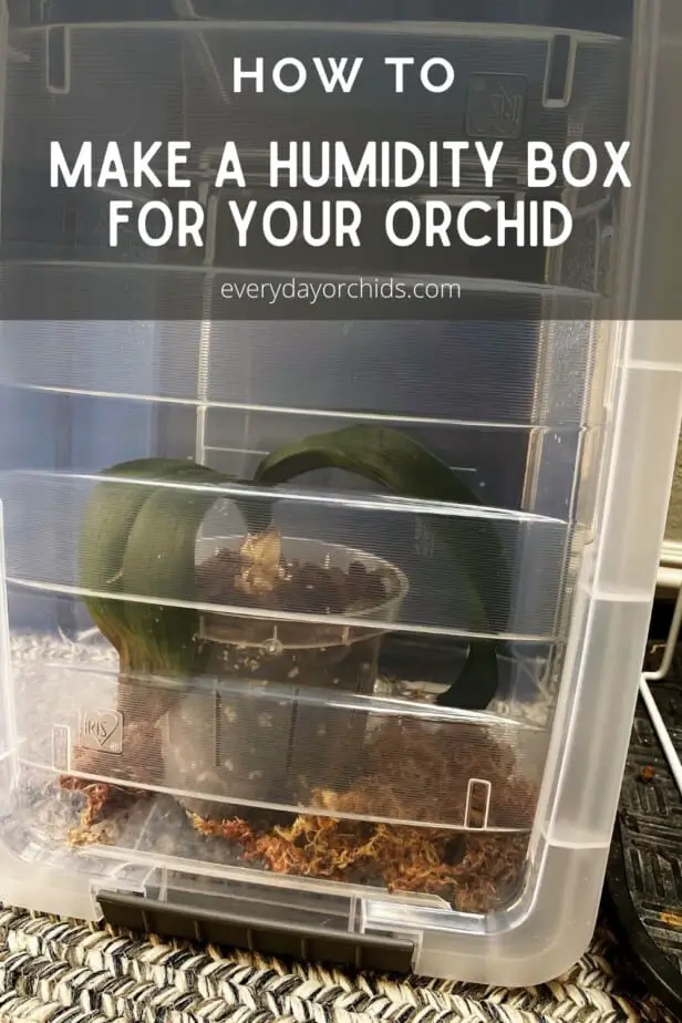 Orchid in a humidity box growing roots
