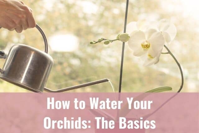 Person using a watering can to water an orchid