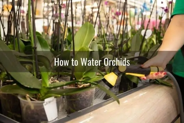 Worker at greenhouse watering orchids