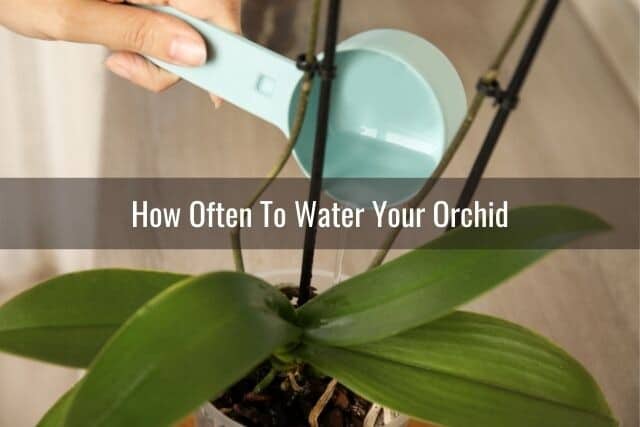 Person using measuring cup to water orchid carefully
