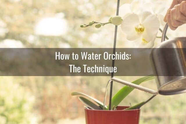 Person using long-necked watering can to water orchid