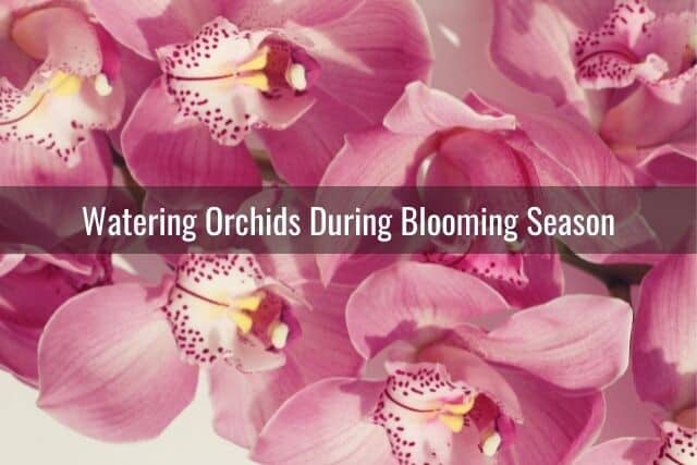 Orchids in bloom