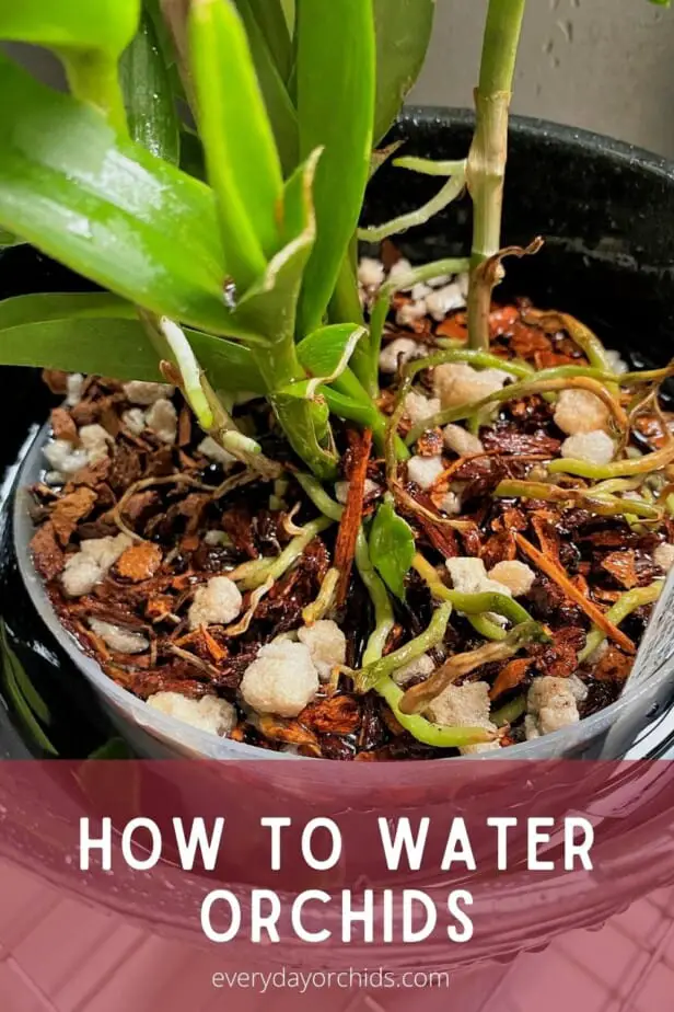 Orchid being watered in a pot