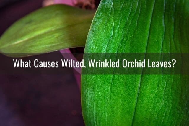 Wrinkled orchid leaf close up