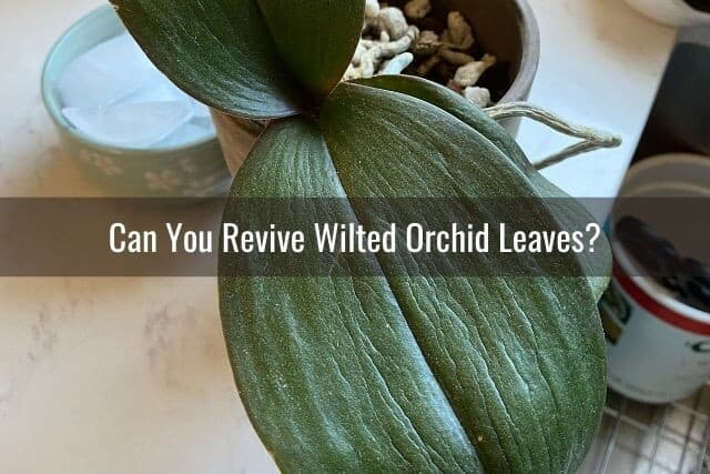 Orchid with wrinkled limp leaves