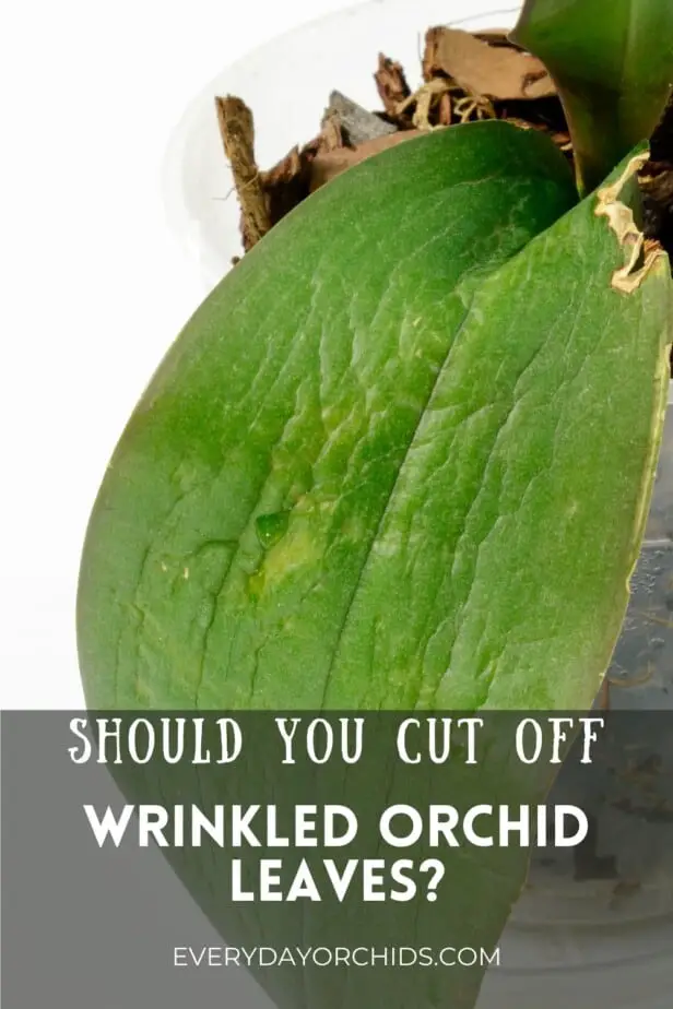 Close up of wrinkled limp orchid leaf
