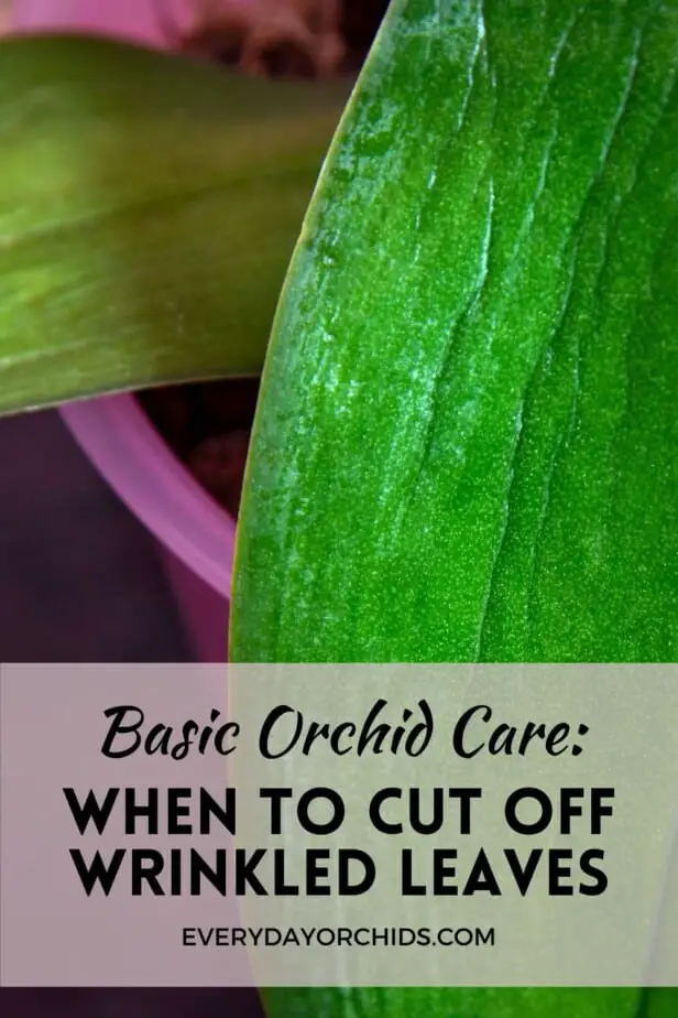 Wrinkled orchid leaf