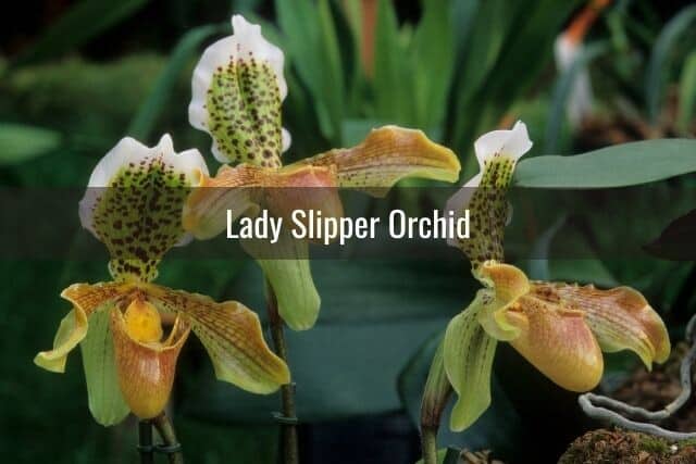 Lady Slipper orchid flowers