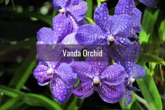 Purple Vanda orchid 