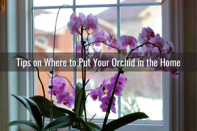 Orchids near a window