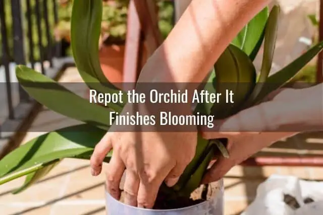 Person repotting an orchid outdoors